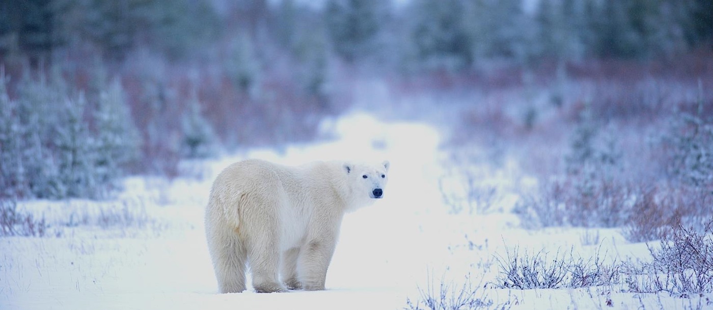Polar bear looking back on an icy path