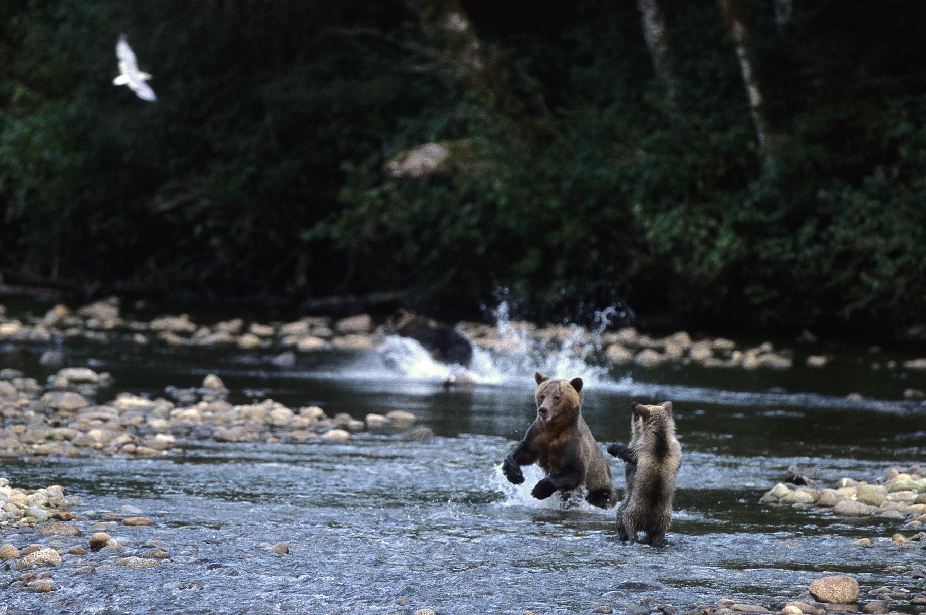Bear cubs playing in the river spotted at Clayoquot Wilderness Resort