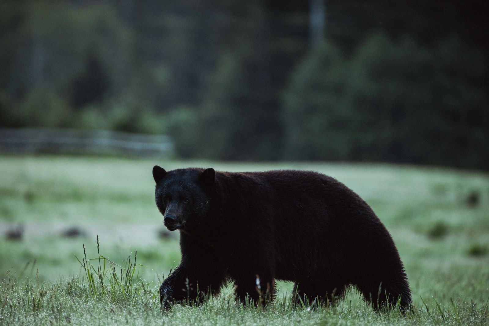 A black bear spotted on the grounds of Clayoquot Wilderness Resort in Vancouver, Canada