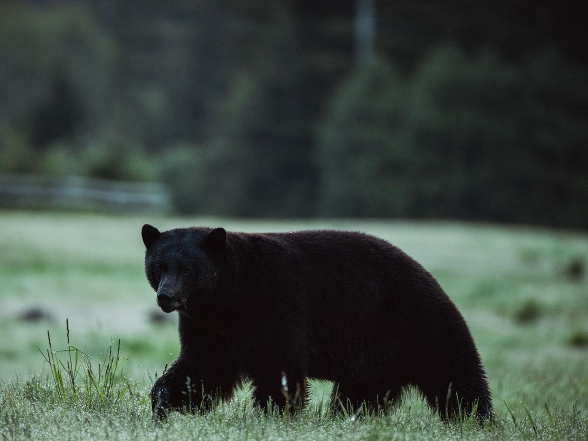 A black bear spotted on the grounds of Clayoquot Wilderness Resort in Vancouver, Canada