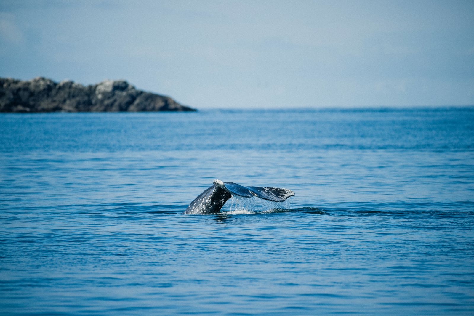 A whale spotted near the grounds of Clayoquot Wilderness Resort in Vancouver, Canada