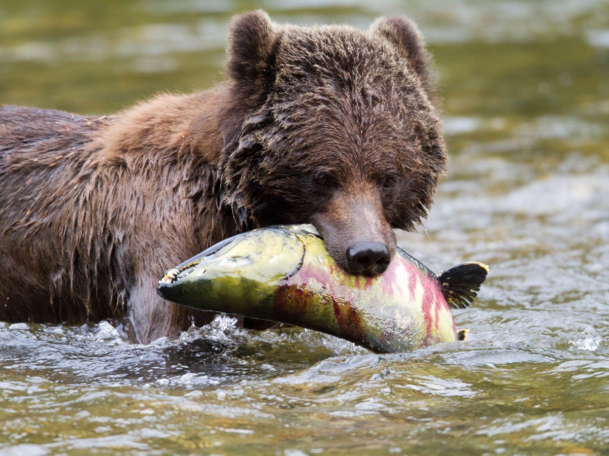 Bear catching salmon in river near Great Bear Lodge, Canada