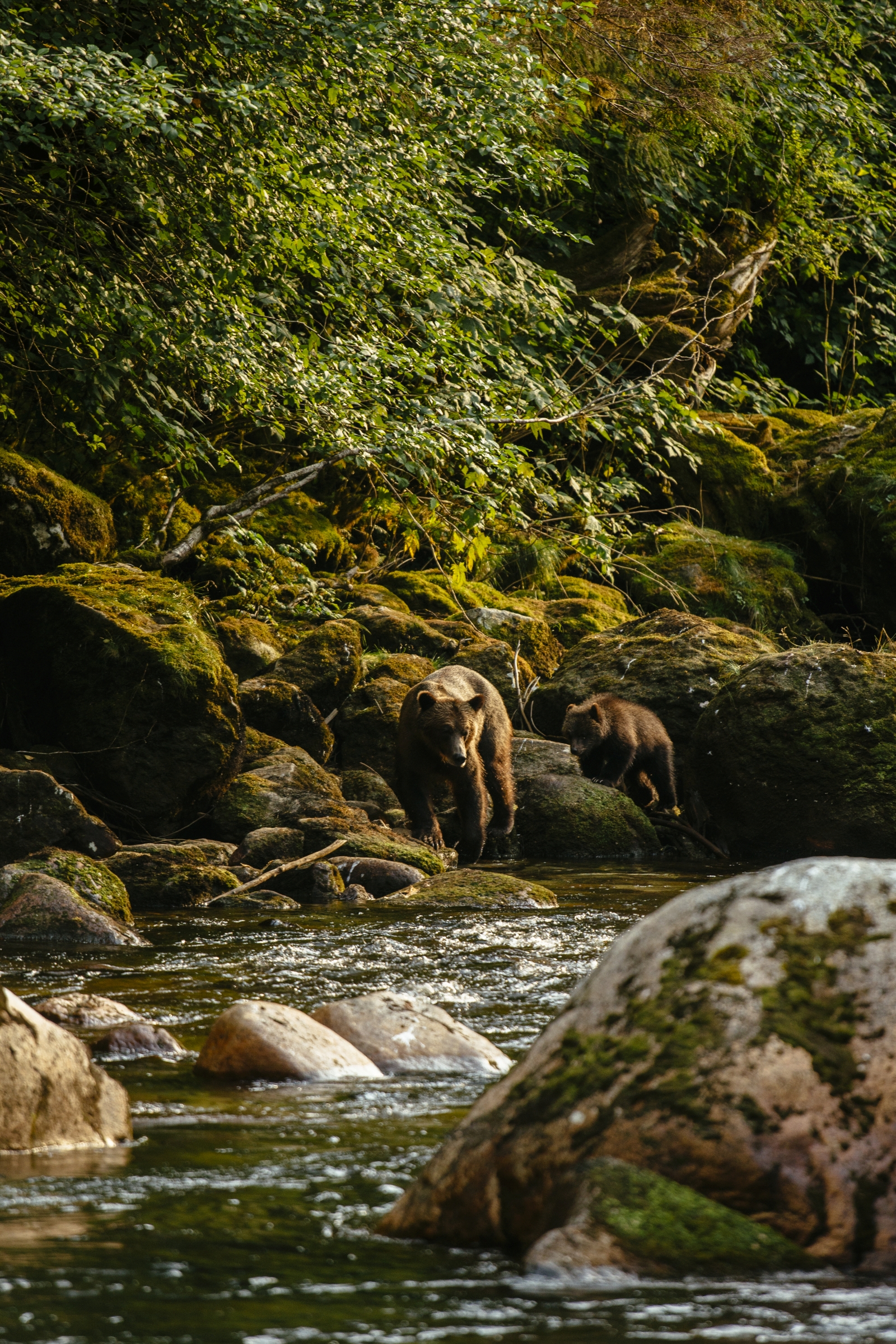 Mother bear and cub walking along a river in lush green forest near luxury hotel Nimmo Bay in Canada