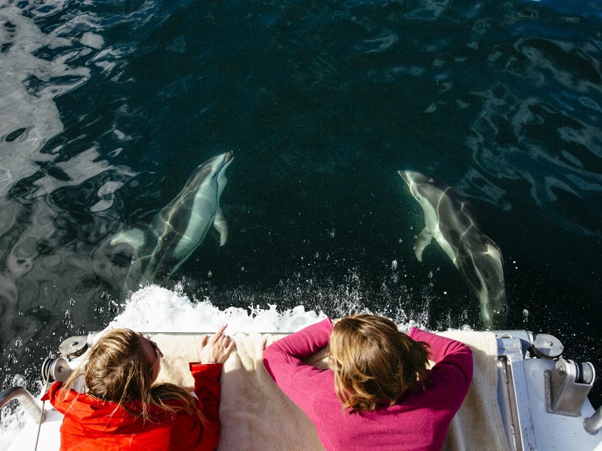 Two children look at two dolphins from above on a boat