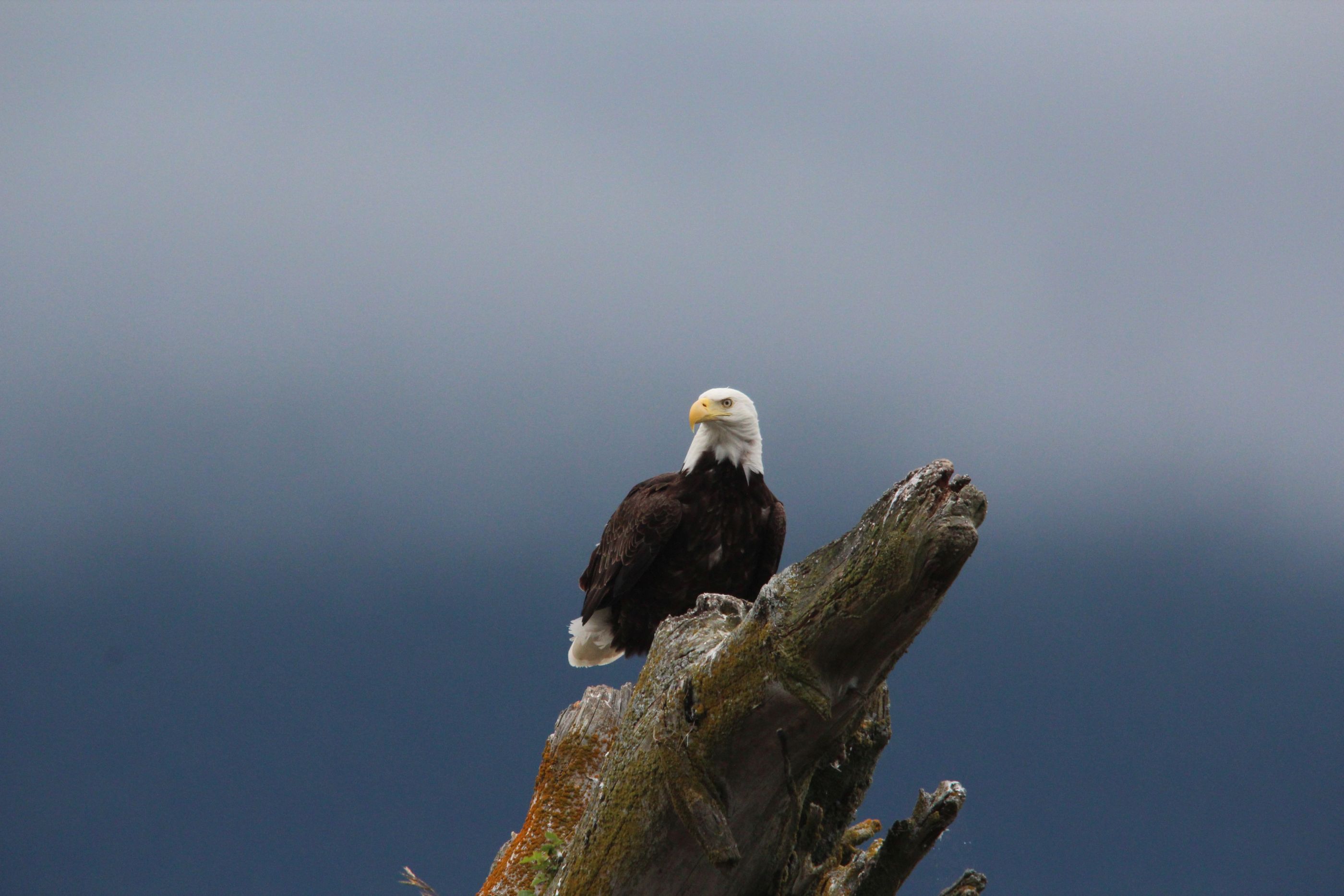 Eagle seen from Pacific Yellowfin, Canada