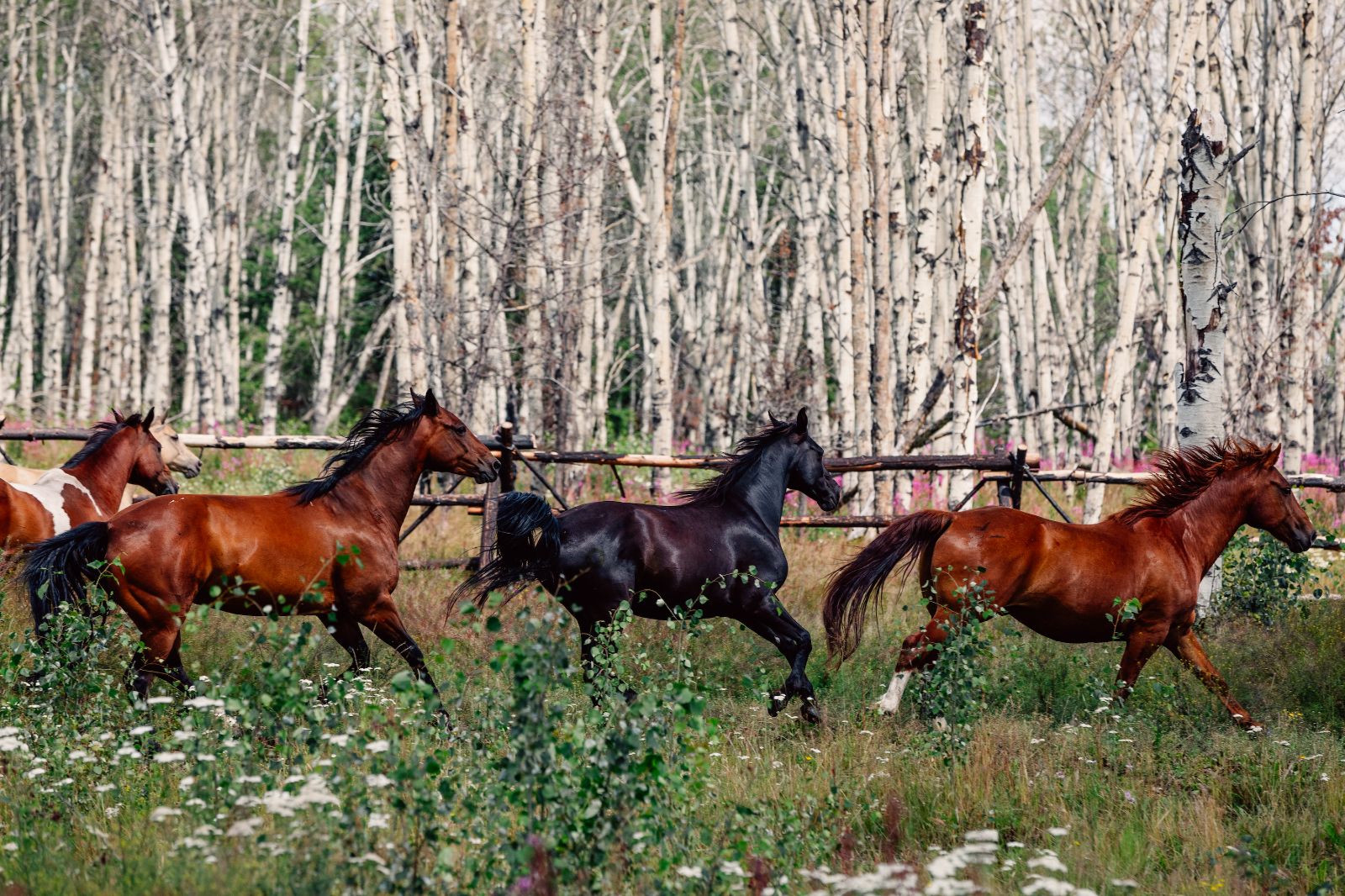 Horses running through a forest on the grounds of Siwash Lake Ranch in Canada's British Columbia