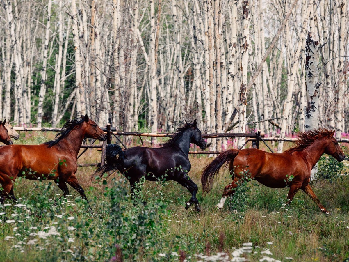 Horses running through a forest on the grounds of Siwash Lake Ranch in Canada's British Columbia