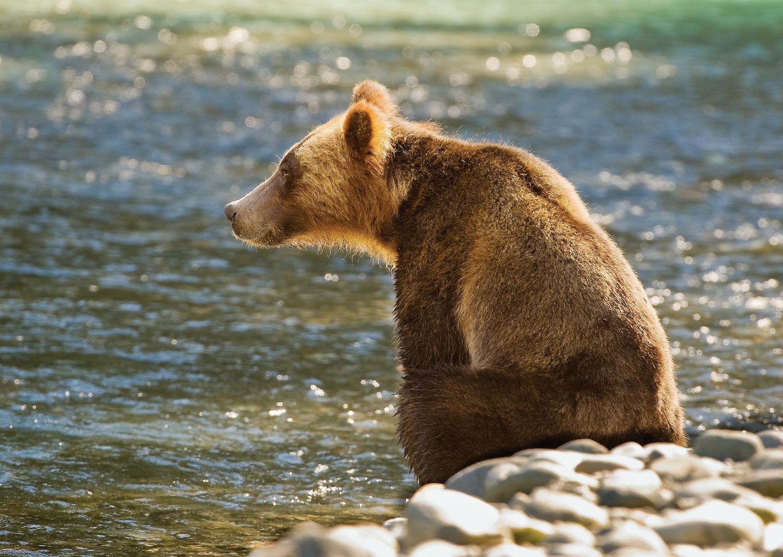 Grizzly bear spotted on the grounds of Sonora Resort in Canada's British Columbia