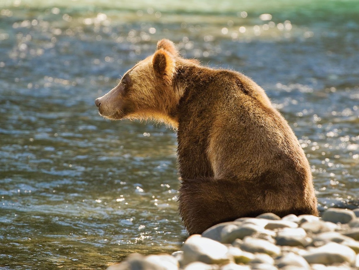 Grizzly bear spotted on the grounds of Sonora Resort in Canada's British Columbia
