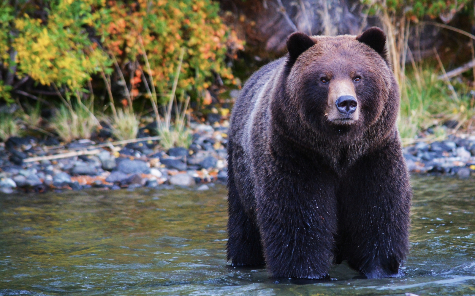Bear standing alone in river