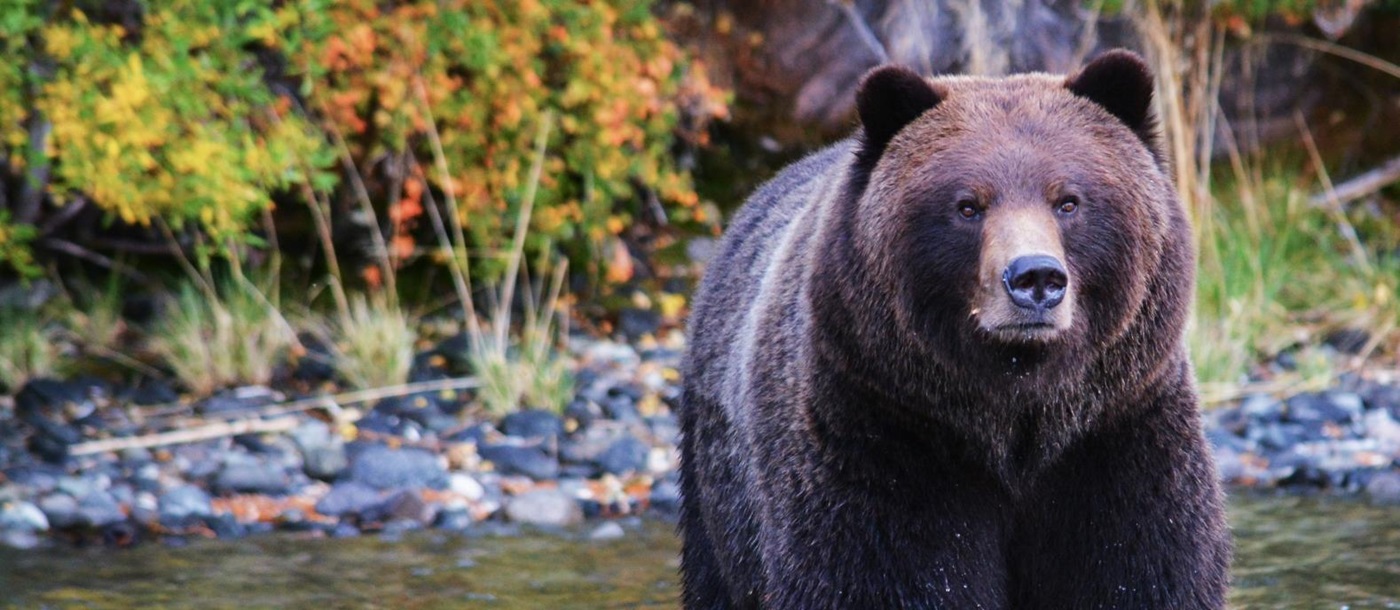 Bear standing alone in river