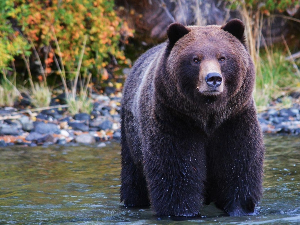 Bear standing alone in river