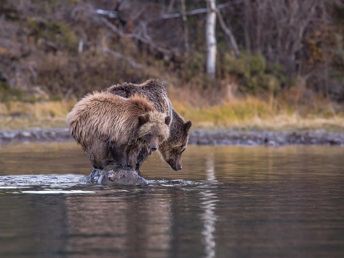 Two bears standing on a rock in a lake
