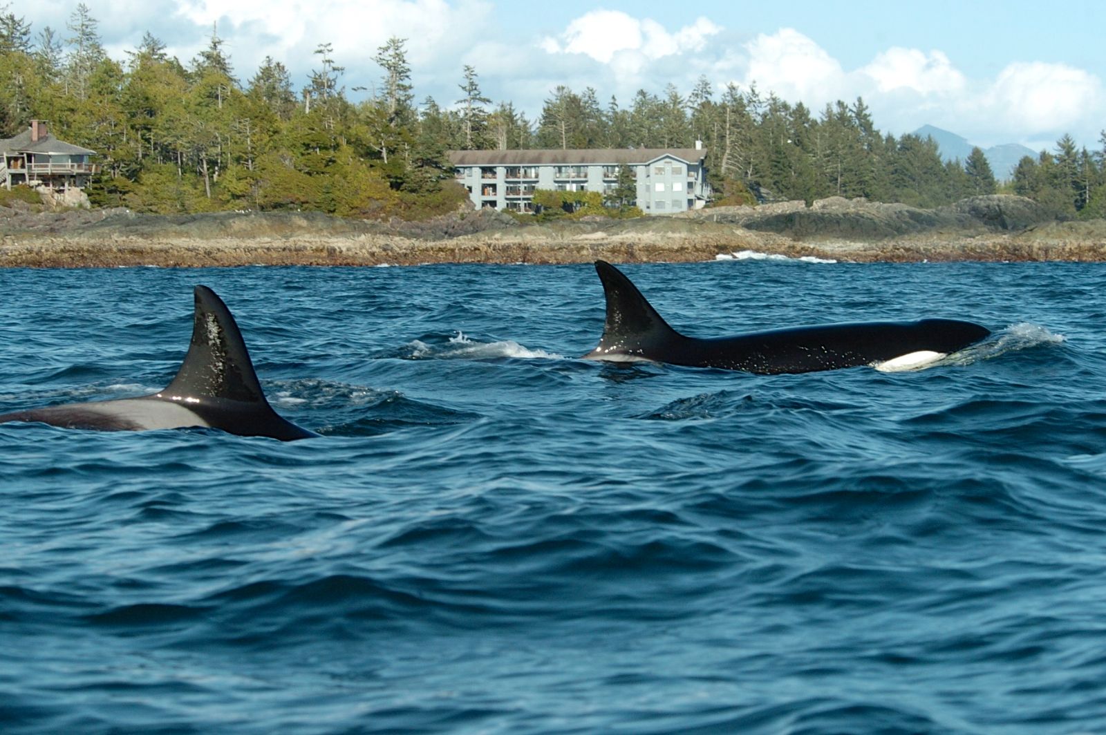 Orcas spotted on the grounds of Wickaninnish Inn in Canada