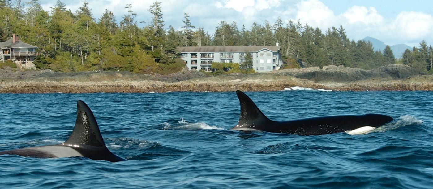 Orcas spotted on the grounds of Wickaninnish Inn in Canada