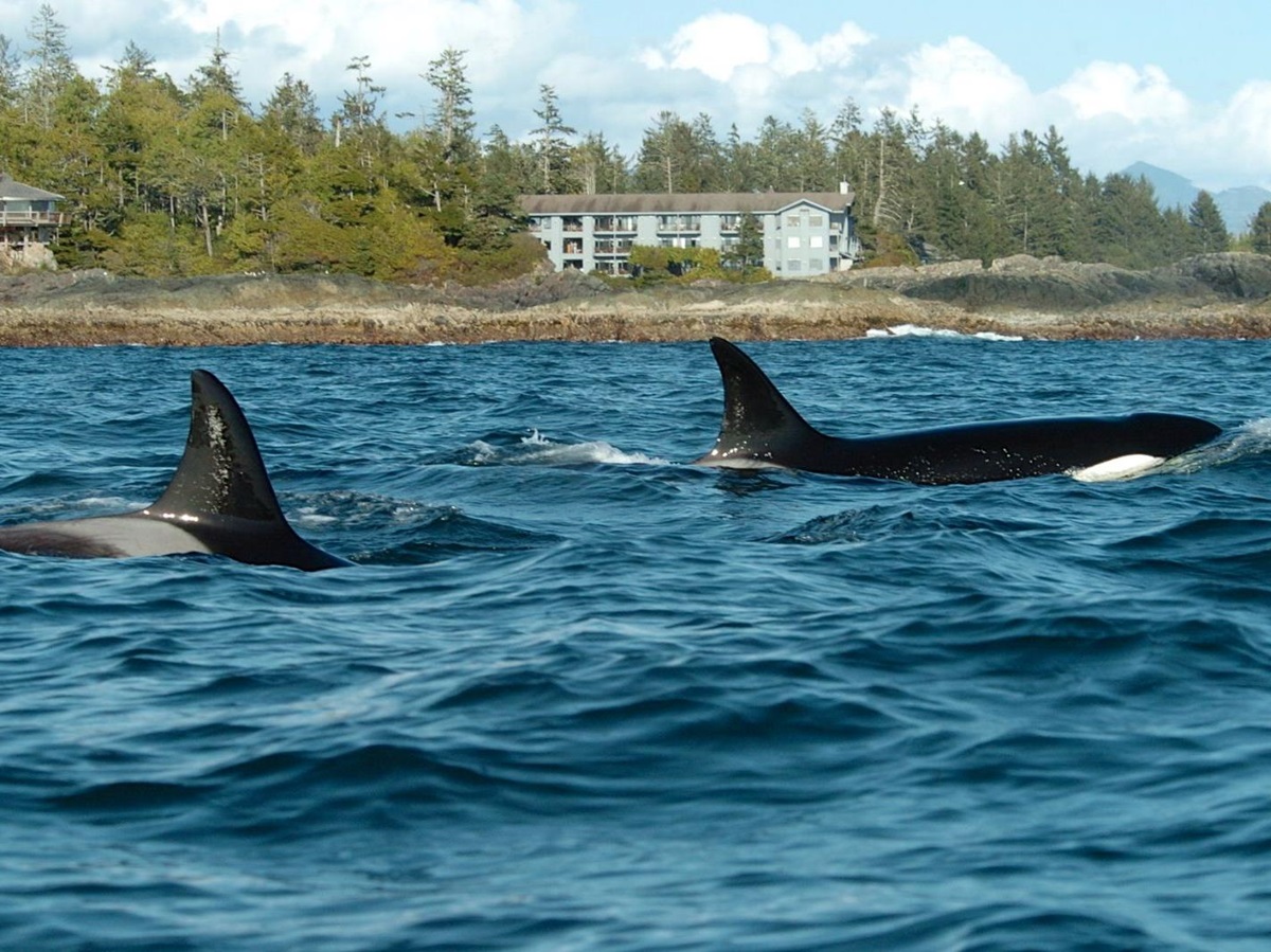 Orcas spotted on the grounds of Wickaninnish Inn in Canada