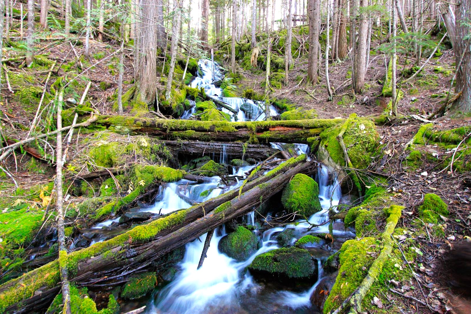 Ancient inland rainforest around Wild Bear Lodge in British Columbia