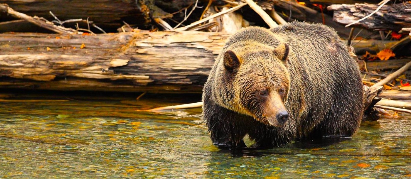 A bear hunting for salmon in the river by Wild Bear Lodge in British Columbia