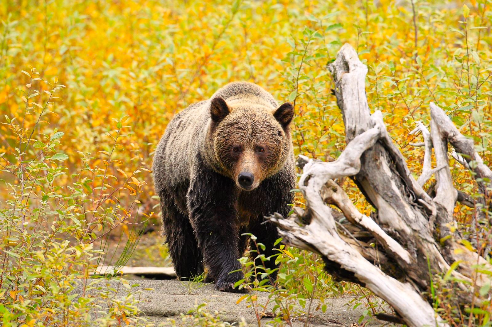 A grizzly bear spotted on the grounds of Wild Bear Lodge in British Columbia