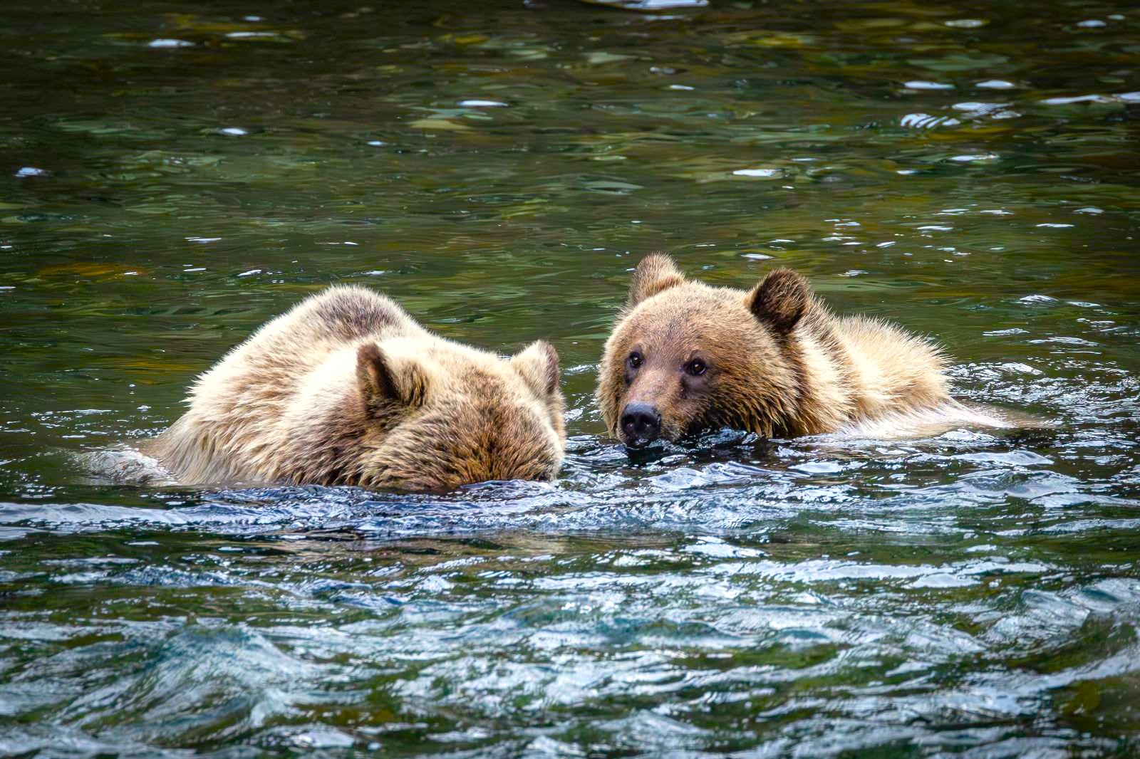 Bears washing in the river by Wild Bear Lodge in British Columbia