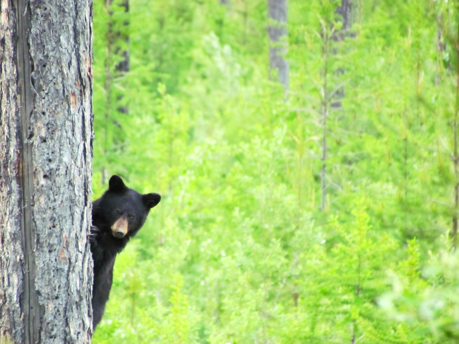 A black bear spotted on the grounds of Wild Bear Lodge in British Columbia