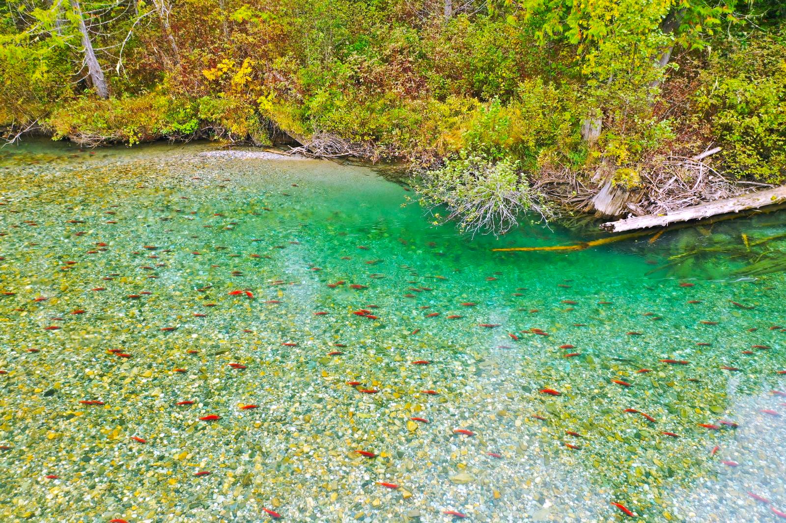 Salmon in the river at Wild Bear Lodge in British Columbia