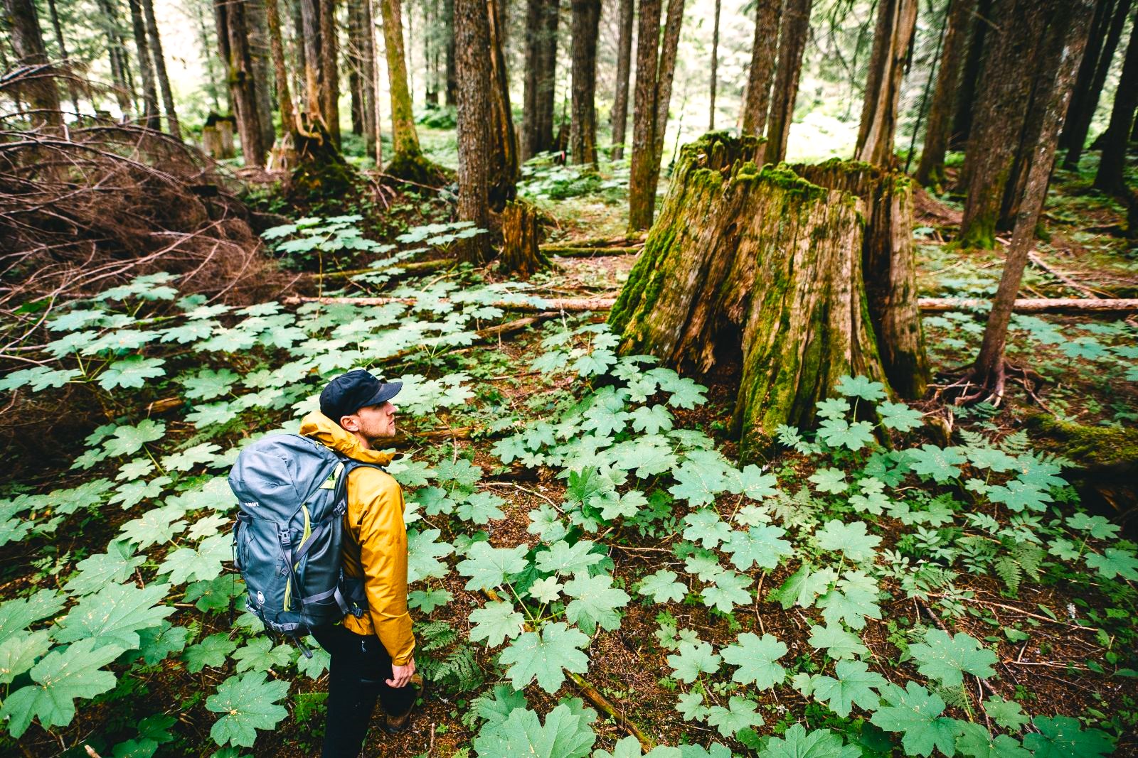 Trekking through ancient inland rainforest on the grounds of Wild Bear Lodge in British Columbia