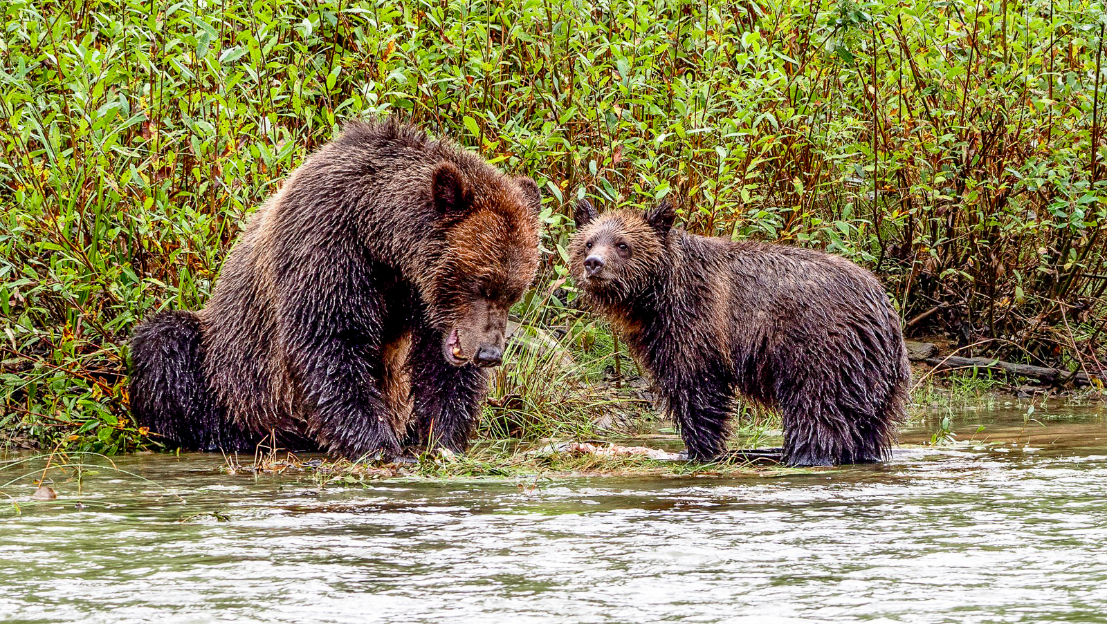 Grizzly bears spotted in Vancouver Island, British Columbia