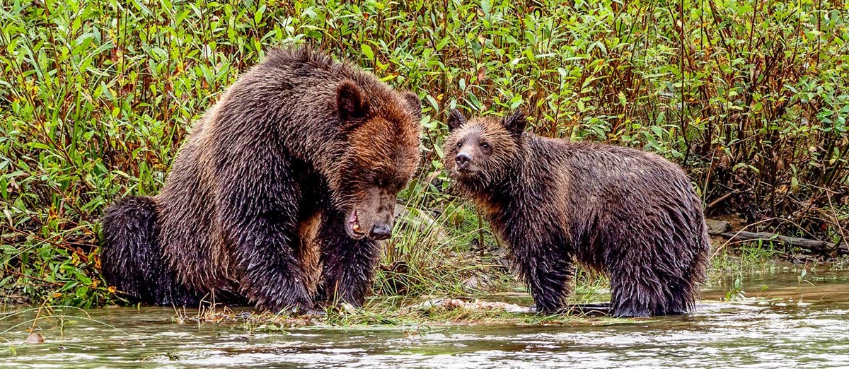 Grizzly bears spotted in Vancouver Island, British Columbia