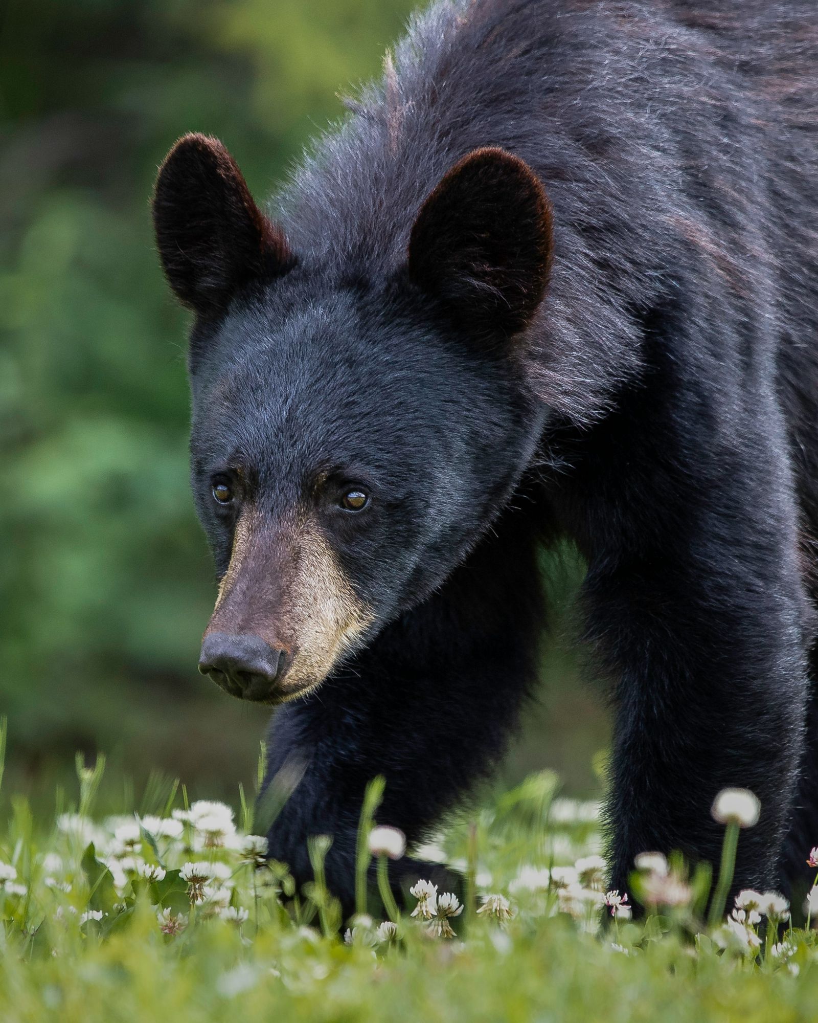 A black bear spotted in Canada