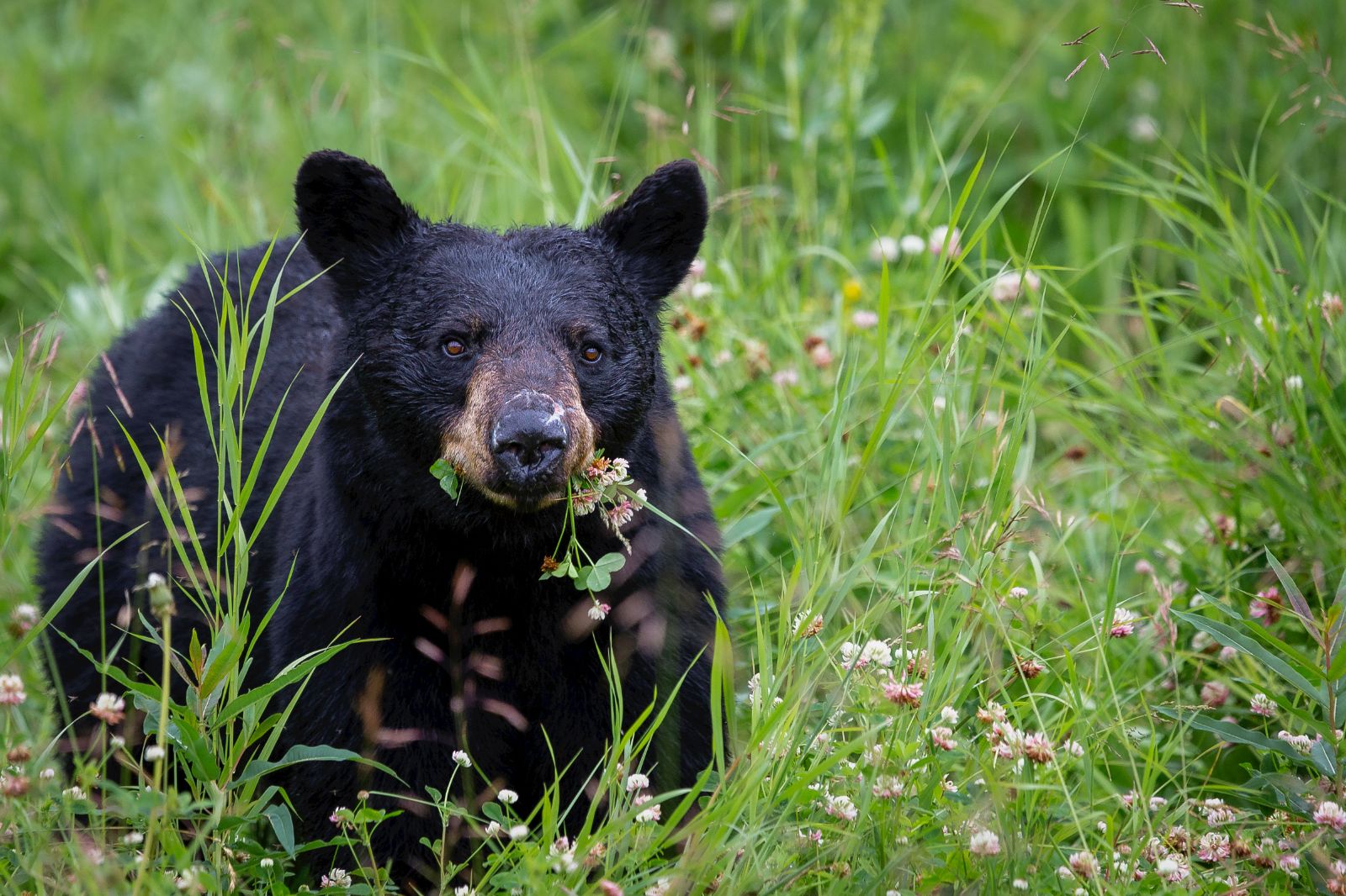 A black bear eating vegetation in British Columbia, Canada