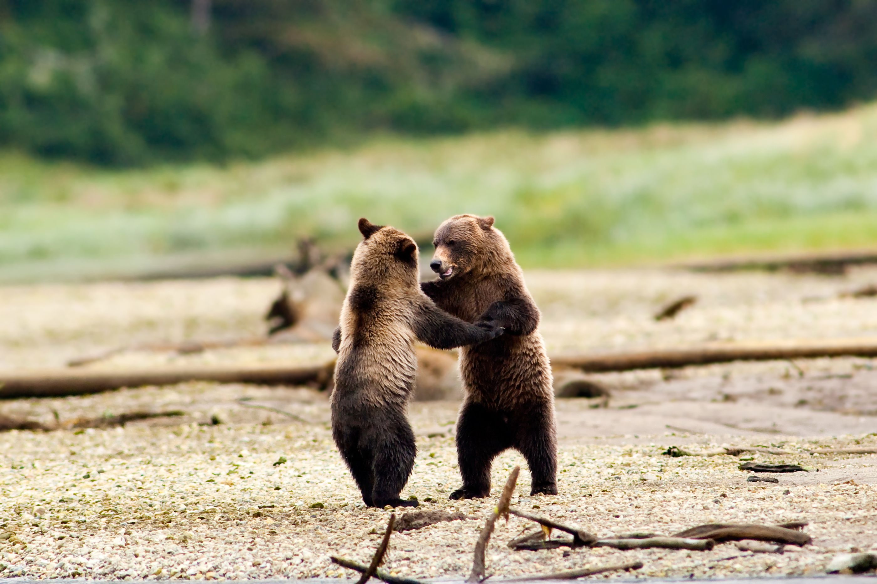 Grizzles in Canada