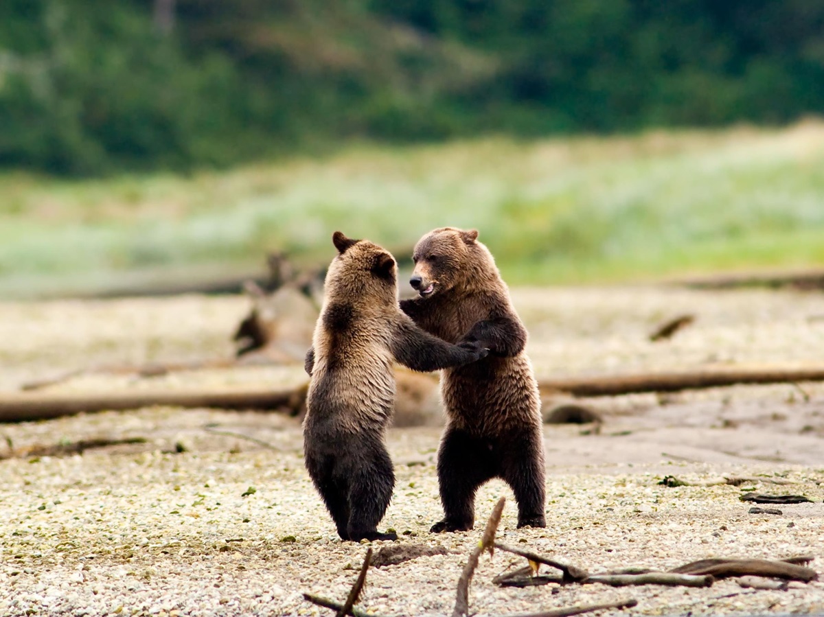 Grizzles in Canada