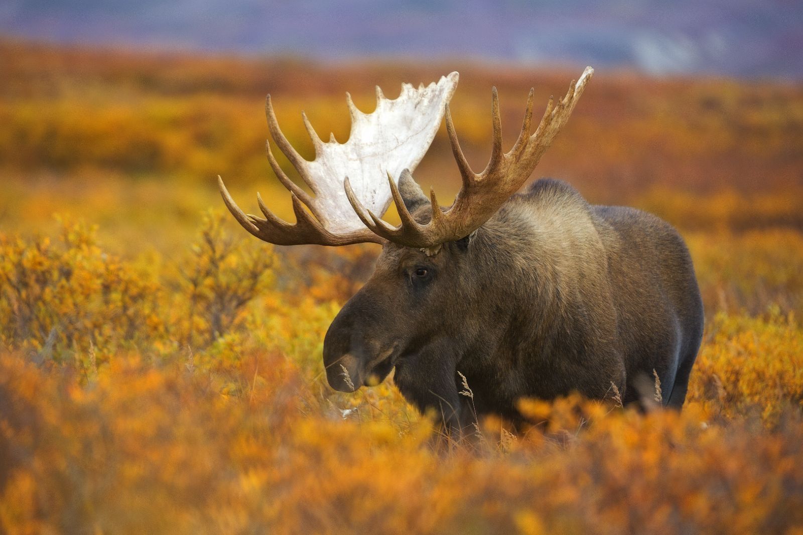 A Canadian moose spotted in long grass