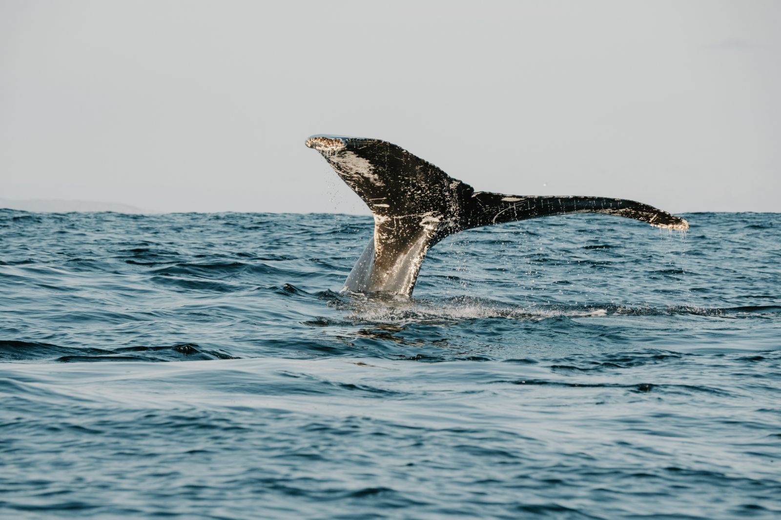A whale tail breaching the water in Canada