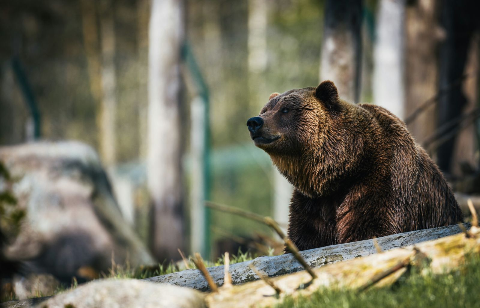 A grizzly bear spotted in the Canadian wilderness