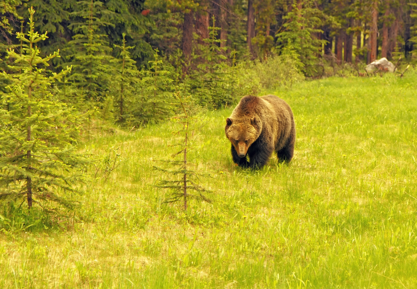 Grizzly bear walking through long green grass