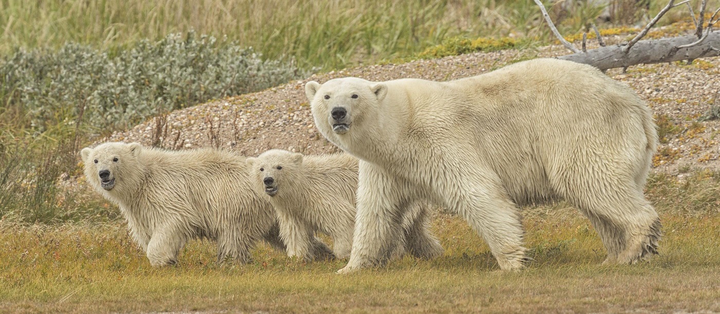 mothers and cubs in churchill, Canada
