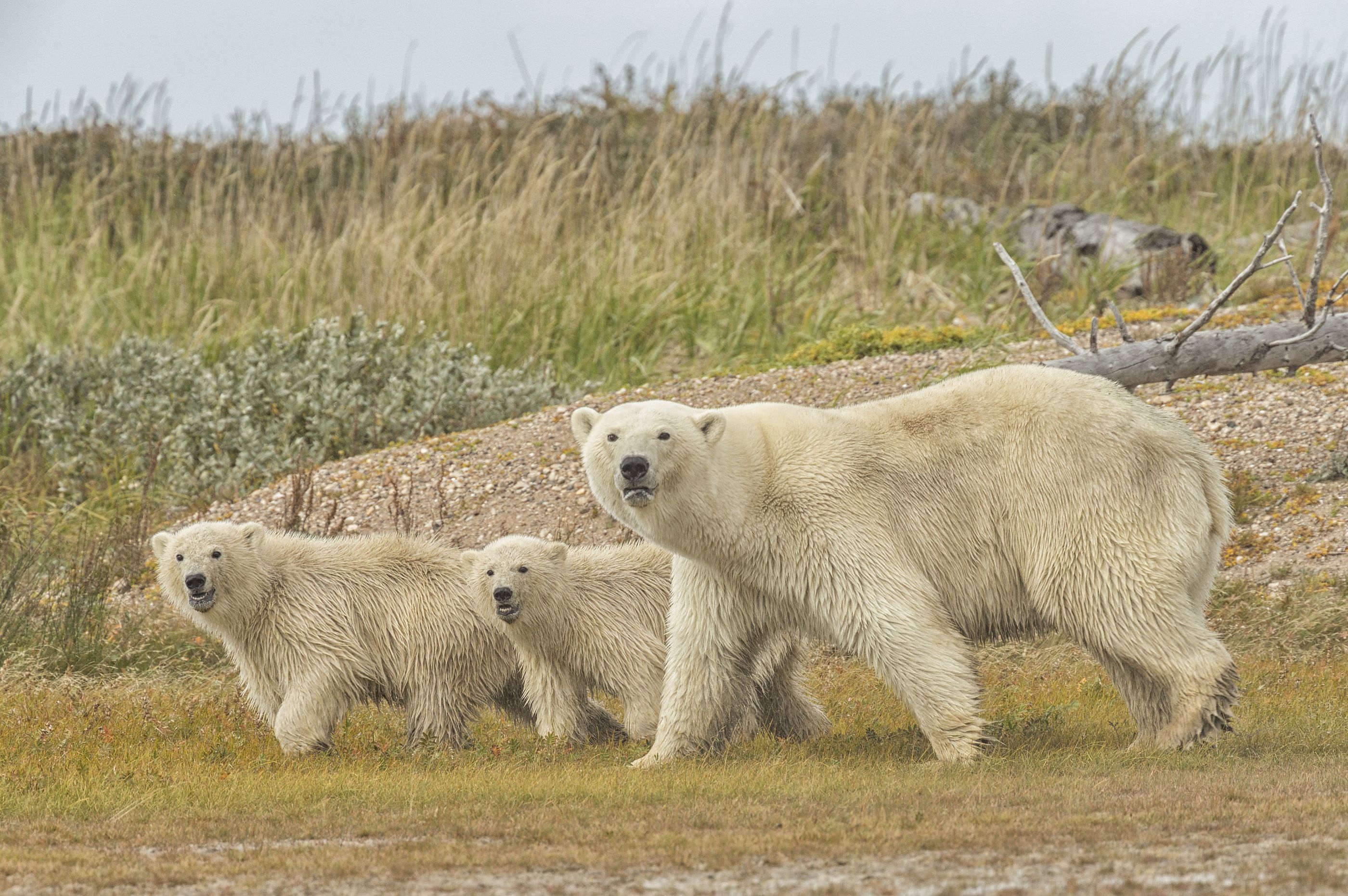 Mother and cubs in Churchill, Canada