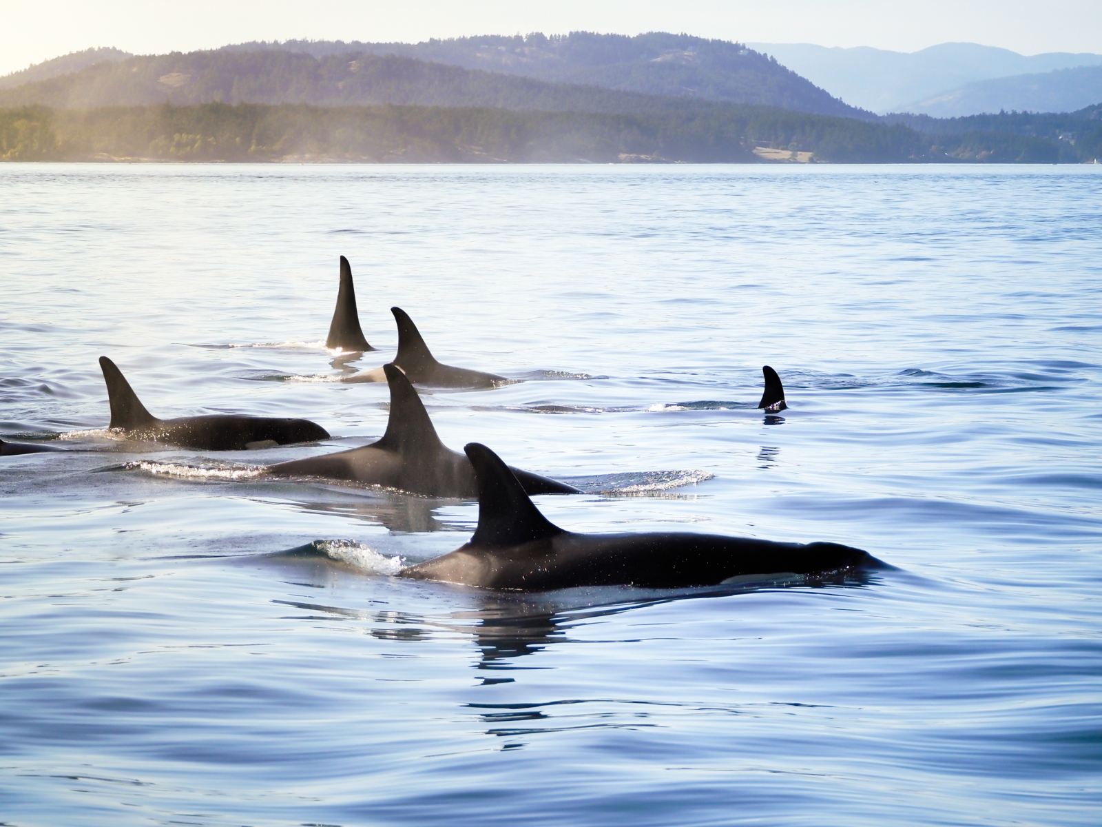 Pod of six orcas swimming in the ocean