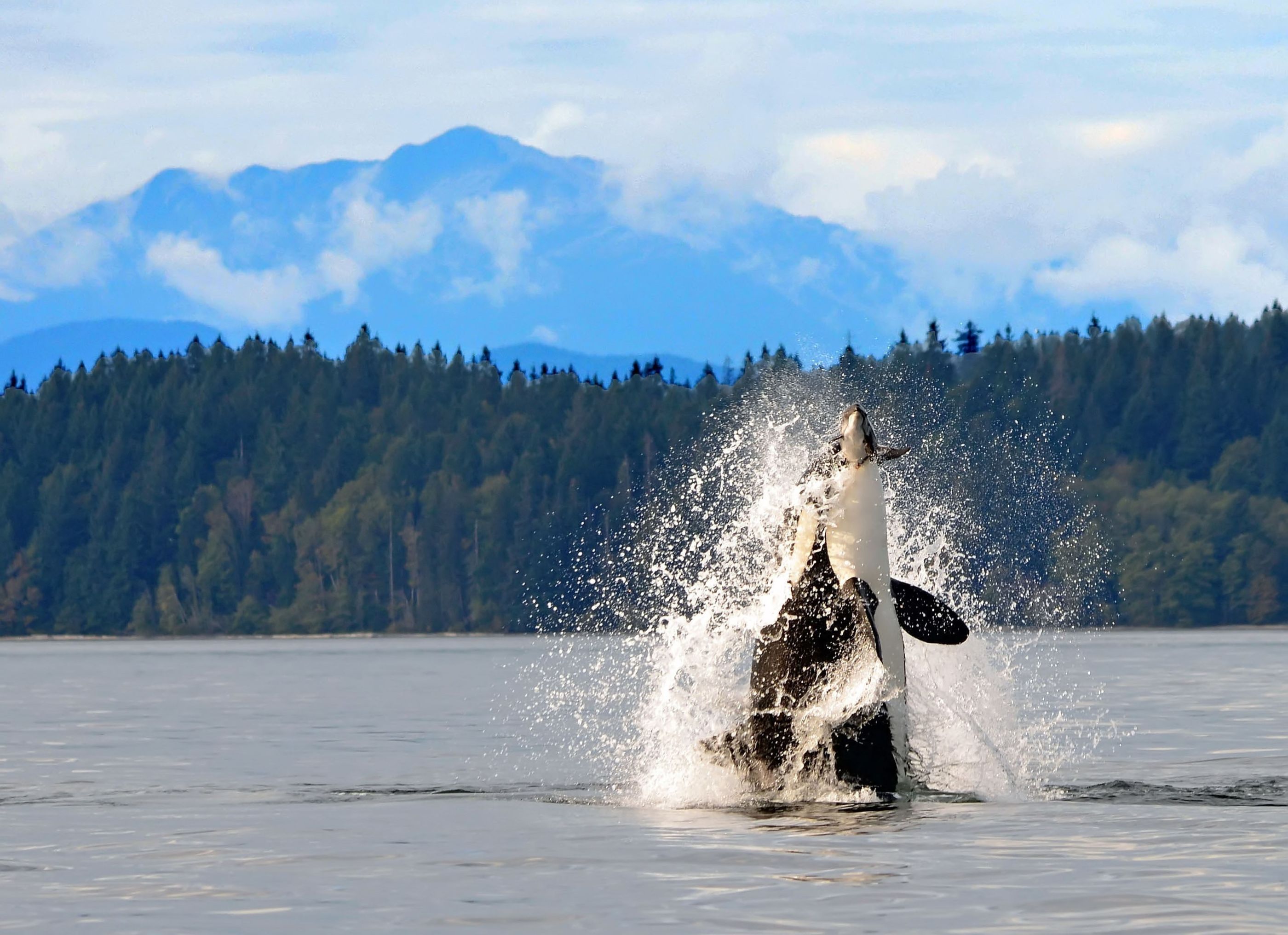 Orca, Canada