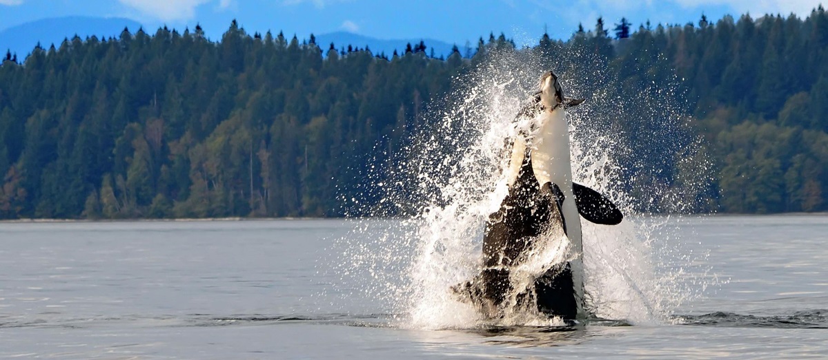 Orca, Canada