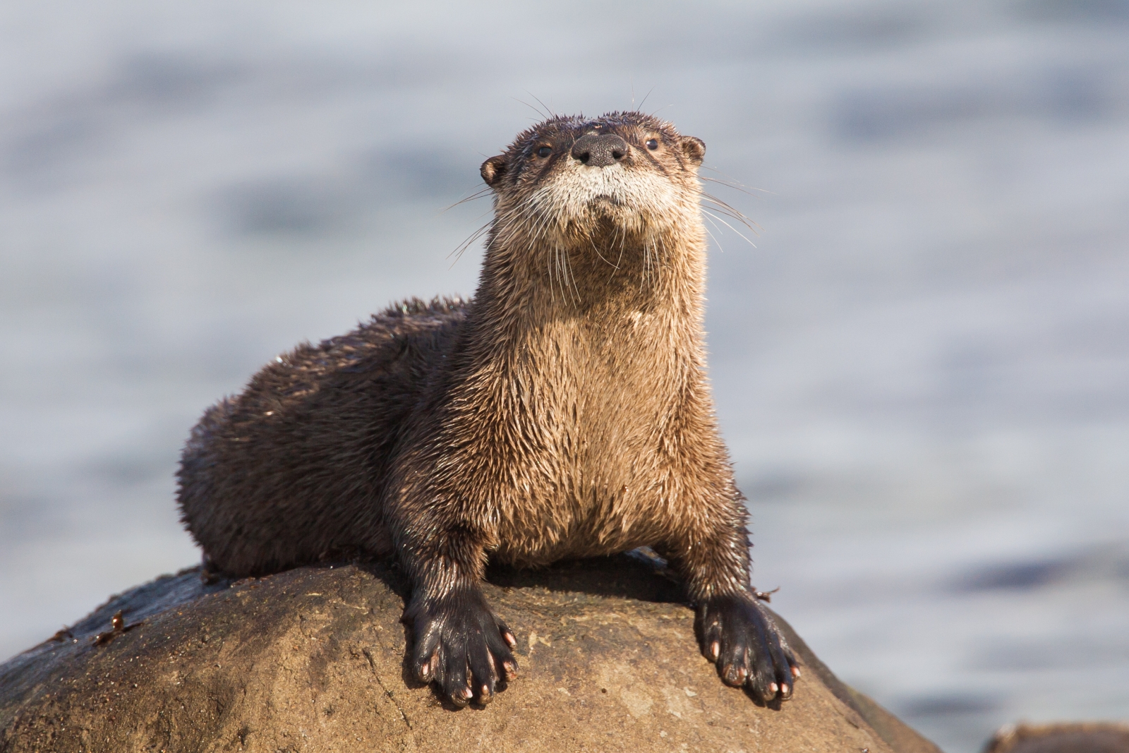 Sea otter sitting upright in the water