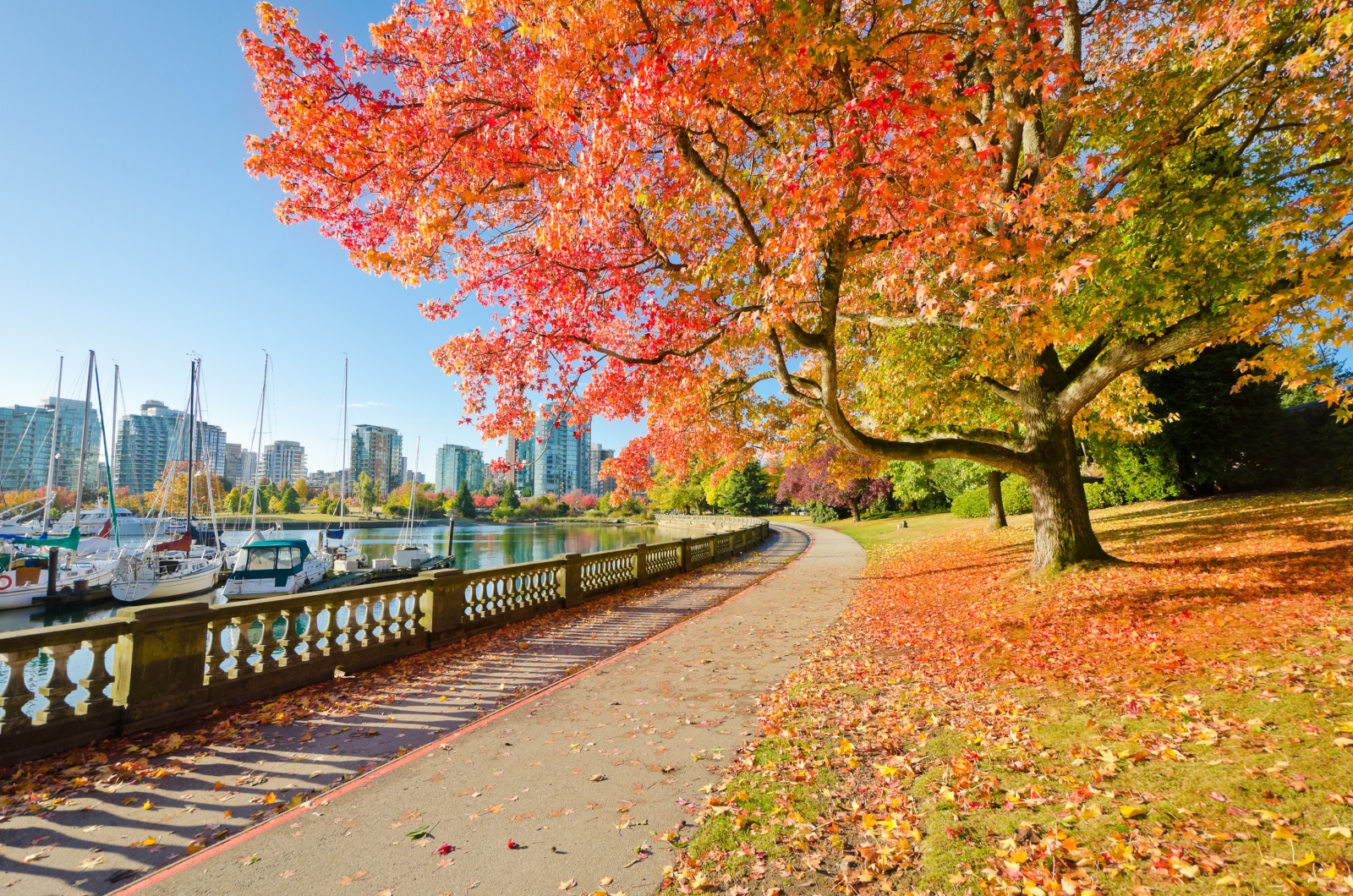 Stanley Park with autumn colours and backdrop of the harbour
