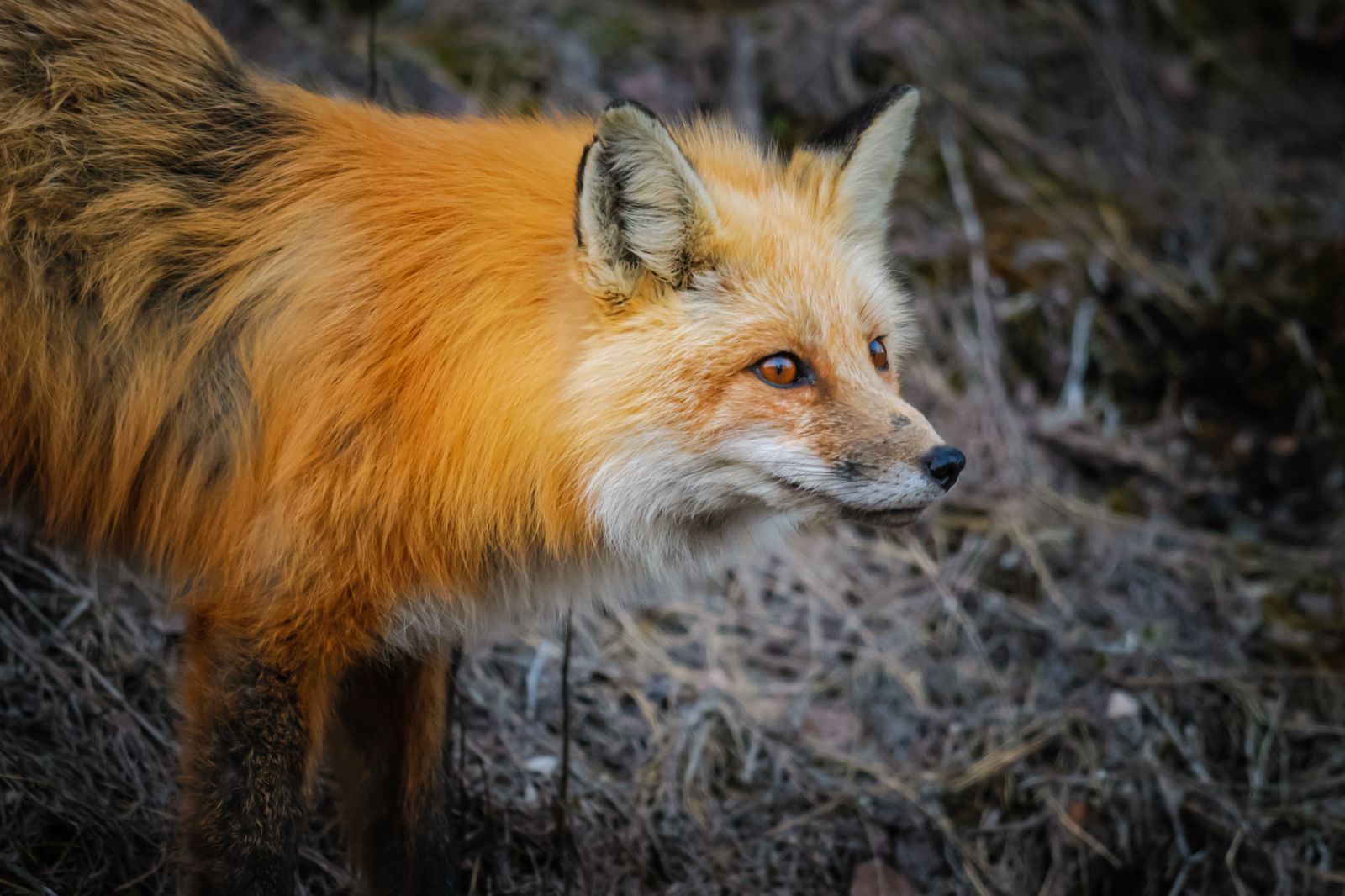 A wild red fox spotted in Jasper National Park in Alberta