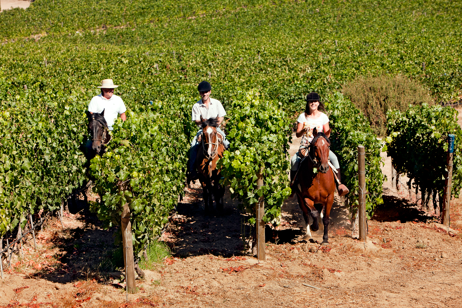 Riding through the vineyards at Clos Apalta in Chile's Colchagua Valley