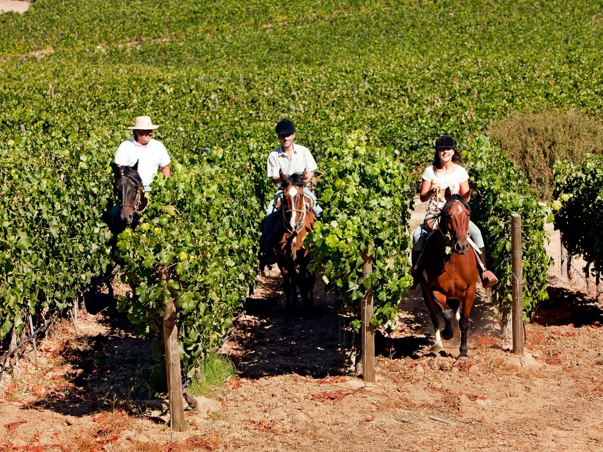 Riding through the vineyards at Clos Apalta in Chile's Colchagua Valley