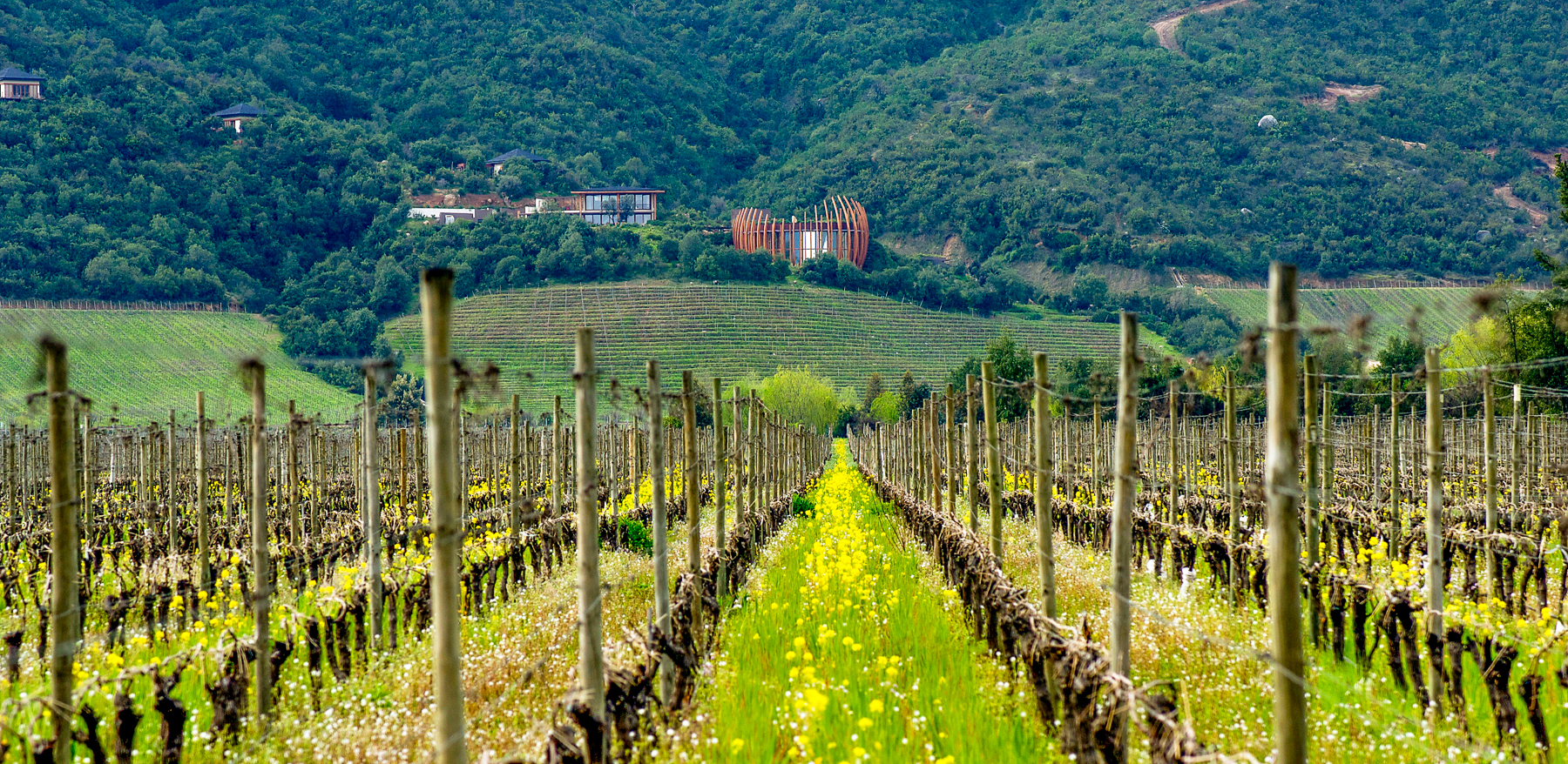 Vineyards at Clos Apalta residence in Chile's Clos Apalta residence