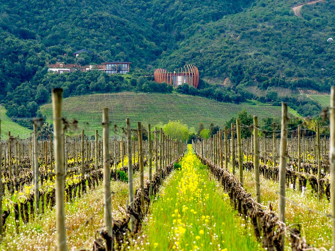 Vineyards at Clos Apalta residence in Chile's Clos Apalta residence