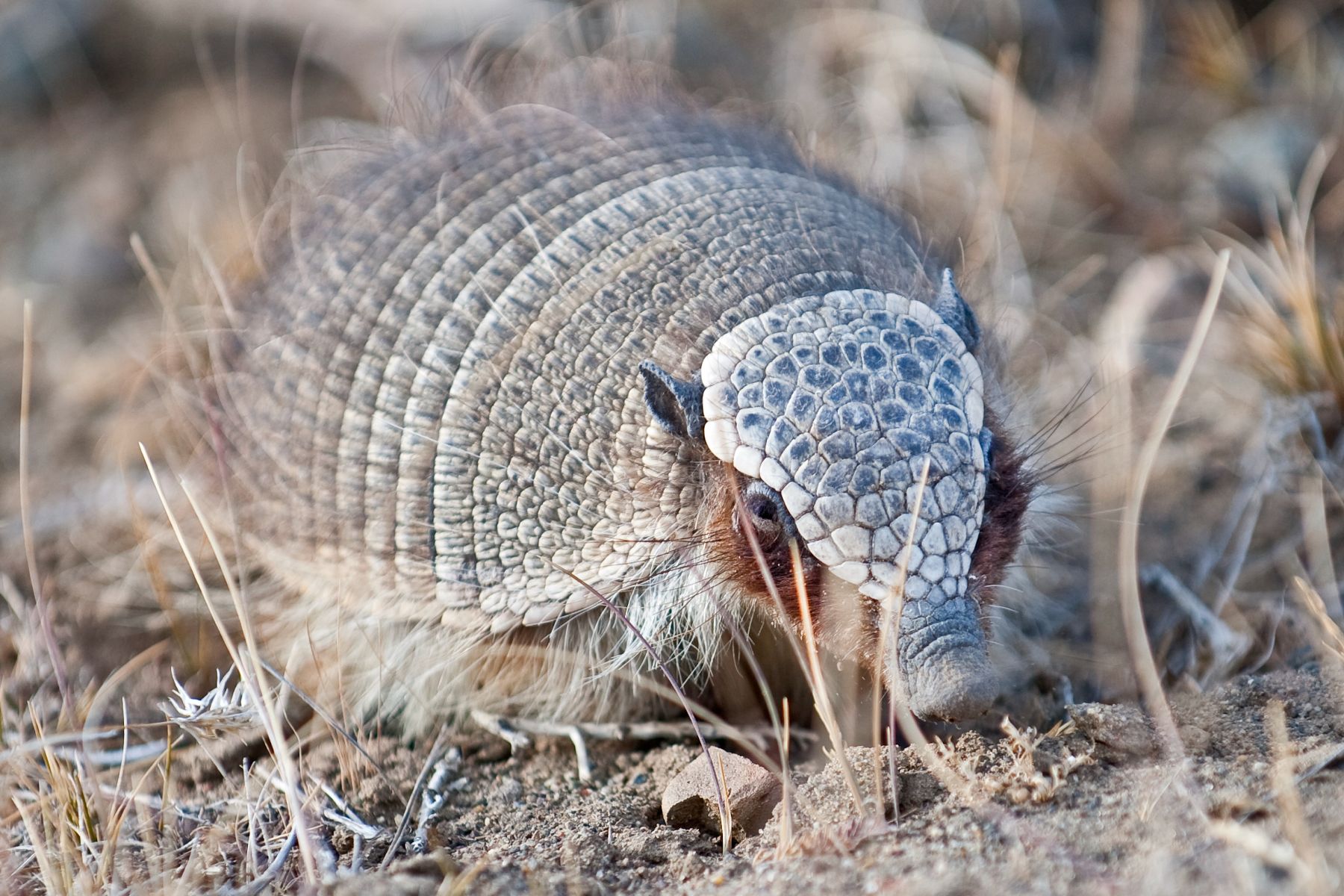 An armadillo seen near Estancia Cerro Guido in Patagonia Chile